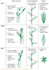 Grass, Rush, Sedge Comparison Chart